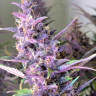 Семена конопли  Shaman feminised Ganja Seeds Семена конопли  Shaman feminised Ganja Seeds