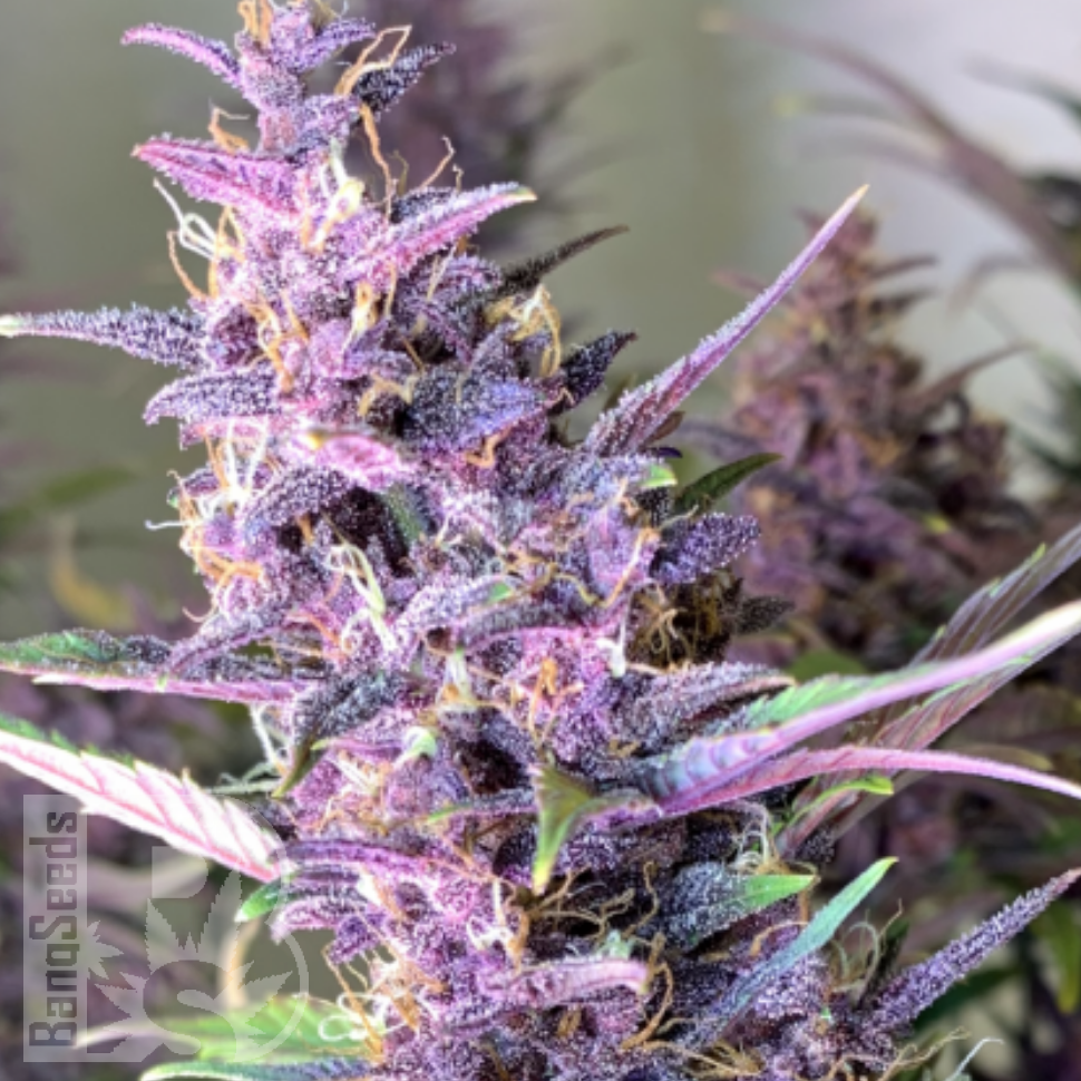 Семена конопли  Shaman feminised Ganja Seeds Семена конопли  Shaman feminised Ganja Seeds