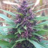 Семена конопли  Shaman feminised Ganja Seeds Семена конопли  Shaman feminised Ganja Seeds