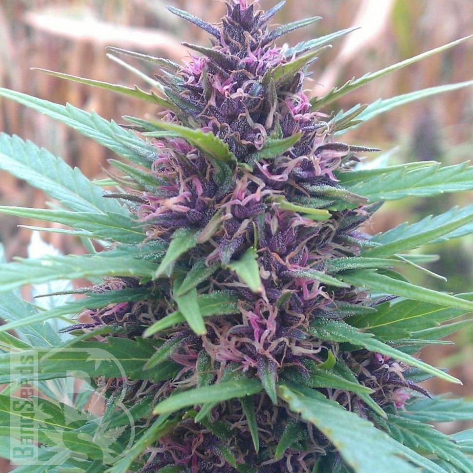 Семена конопли  Shaman feminised Ganja Seeds Семена конопли  Shaman feminised Ganja Seeds