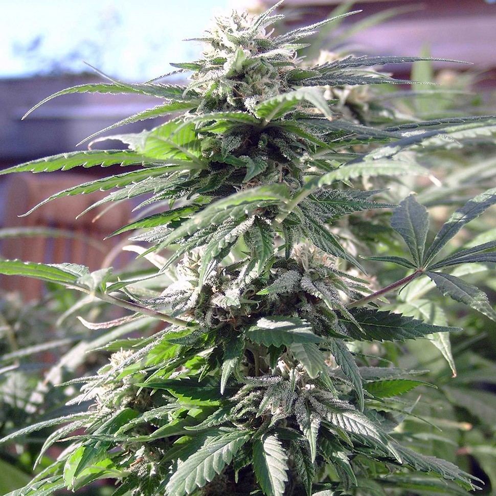 Семена конопли  Sensi Skunk feminised Ganja Seeds