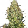 Семена конопли  Sensi Skunk feminised Ganja Seeds Семена конопли  Sensi Skunk feminised Ganja Seeds