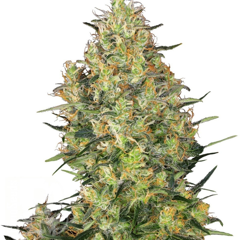 Семена конопли  Sensi Skunk feminised Ganja Seeds Семена конопли  Sensi Skunk feminised Ganja Seeds