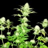 купить семена конопли марихуаны Hindu Kush x White Russian feminised  купить семена конопли марихуаны Hindu Kush x White Russian feminised