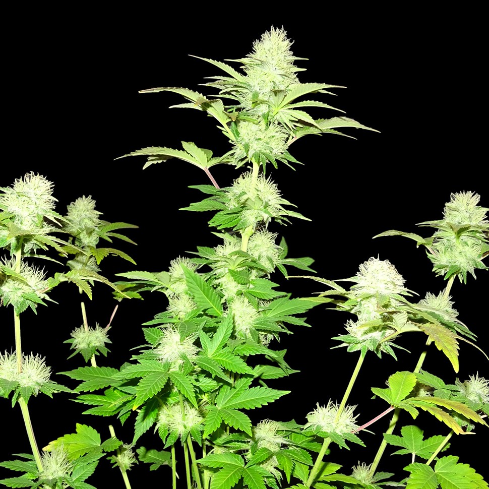 Семена конопли  Hindu Kush x White Russian feminised Ganja Seeds