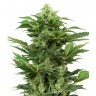 Семена конопли  Hindu Kush x White Russian feminised Ganja Seeds Семена конопли  Hindu Kush x White Russian feminised Ganja Seeds