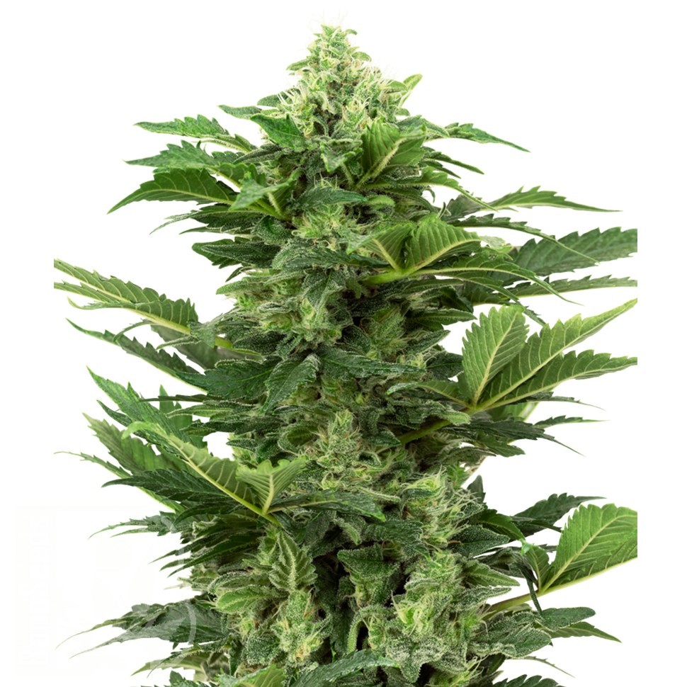 Семена конопли  Hindu Kush x White Russian feminised Ganja Seeds Семена конопли  Hindu Kush x White Russian feminised Ganja Seeds