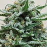 Семена конопли  Hindu Kush x White Russian feminised Ganja Seeds Семена конопли  Hindu Kush x White Russian feminised Ganja Seeds