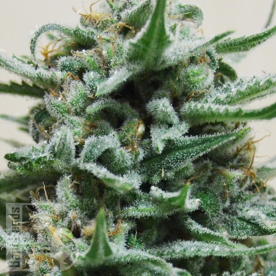 Семена конопли  Hindu Kush x White Russian feminised Ganja Seeds Семена конопли  Hindu Kush x White Russian feminised Ganja Seeds