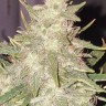 Семена конопли  Hindu Kush x White Russian feminised Ganja Seeds Семена конопли  Hindu Kush x White Russian feminised Ganja Seeds