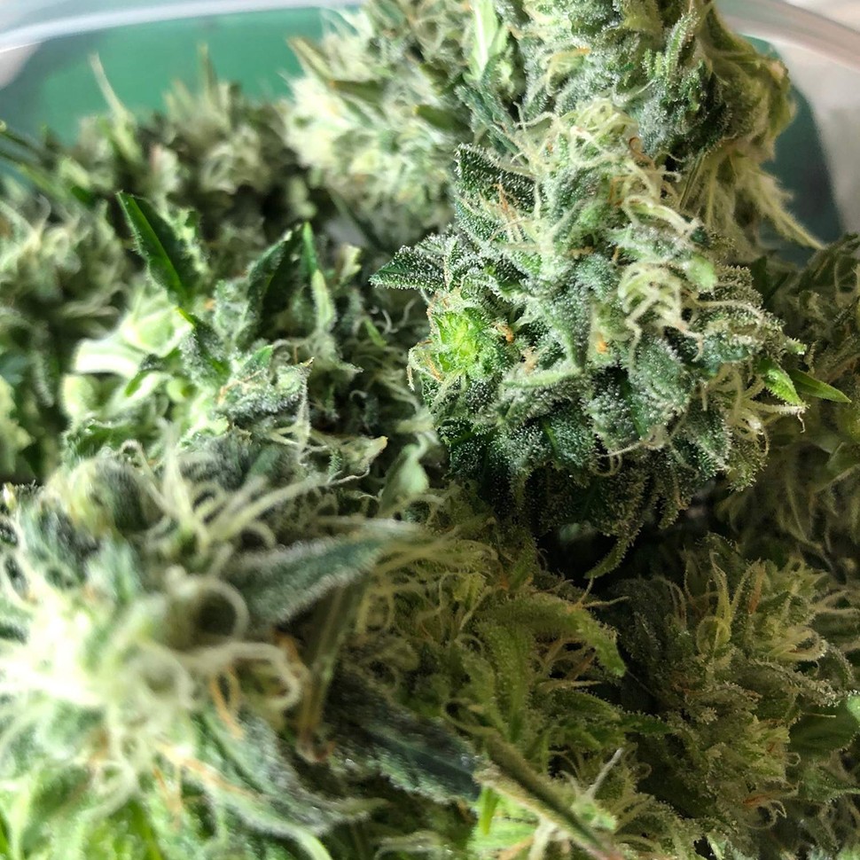семена конопли гидропоники Auto Chocodope feminised Victory Seeds семена конопли гидропоники Auto Chocodope feminised Victory Seeds