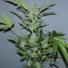 заказать на сайте семена конопли Auto White Widow x AK feminised заказать на сайте семена конопли Auto White Widow x AK feminised