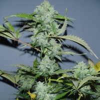 Auto White Widow x AK feminised Ganja Seeds
