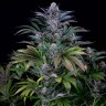 Семена марихуаны  Silver Haze feminised Ganja Seeds Семена марихуаны  Silver Haze feminised Ganja Seeds