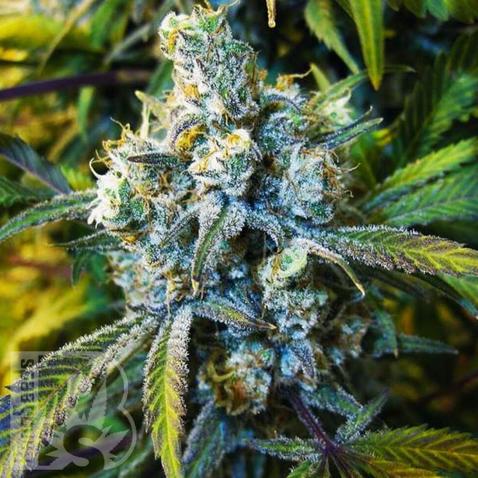 Семена марихуаны  Silver Haze feminised Ganja Seeds Семена марихуаны  Silver Haze feminised Ganja Seeds