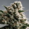 Семена марихуаны  Silver Haze feminised Ganja Seeds Семена марихуаны  Silver Haze feminised Ganja Seeds