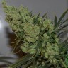 Семена марихуаны  Silver Haze feminised Ganja Seeds Семена марихуаны  Silver Haze feminised Ganja Seeds