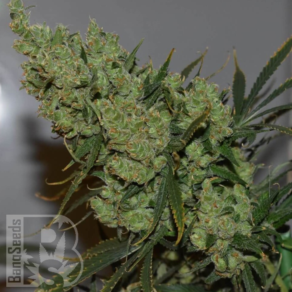 Семена марихуаны  Silver Haze feminised Ganja Seeds Семена марихуаны  Silver Haze feminised Ganja Seeds