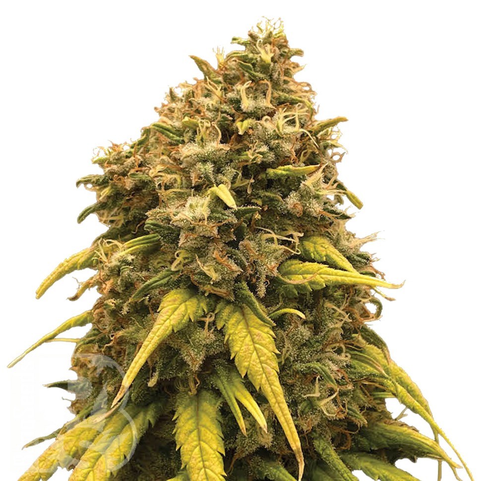 Семена марихуаны  Silver Haze feminised Ganja Seeds Семена марихуаны  Silver Haze feminised Ganja Seeds