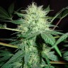 заказать семена конопли Auto Northern Lights feminised заказать семена конопли Auto Northern Lights feminised
