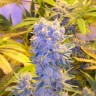 заказ семян конопли Auto Northern Lights feminised заказ семян конопли Auto Northern Lights feminised
