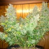 купить семена конопли Auto Northern Lights feminised купить семена конопли Auto Northern Lights feminised