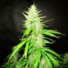 купить семена конопли недорого Auto Northern Lights feminised купить семена конопли недорого Auto Northern Lights feminised