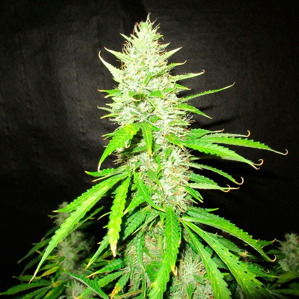купить семена конопли недорого Auto Northern Lights feminised купить семена конопли недорого Auto Northern Lights feminised