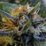 купить урожайные семена конопли Top Skunk 44 feminised купить урожайные семена конопли Top Skunk 44 feminised