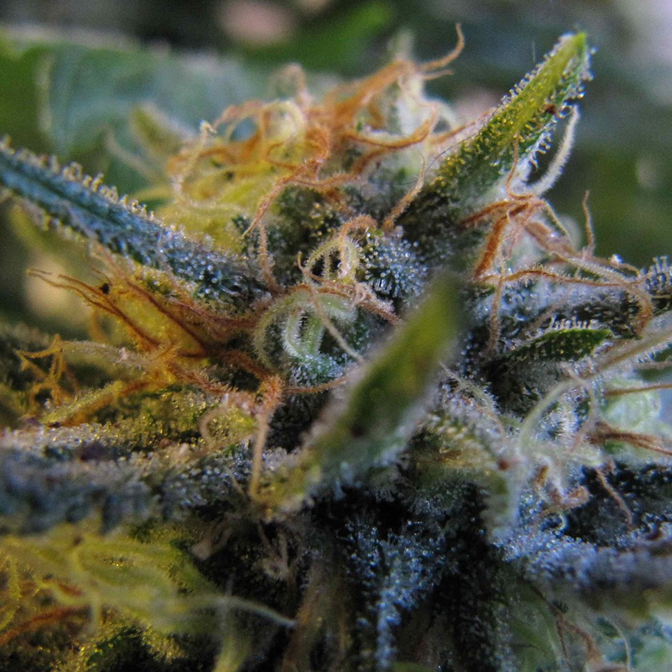купить урожайные семена конопли Top Skunk 44 feminised купить урожайные семена конопли Top Skunk 44 feminised