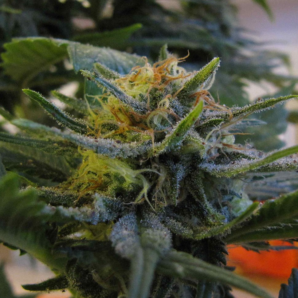 купить качественные семена конопли Top Skunk 44 feminised купить качественные семена конопли Top Skunk 44 feminised