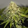 купить семена конопли медицинской  Auto Critical feminised  купить семена конопли медицинской  Auto Critical feminised