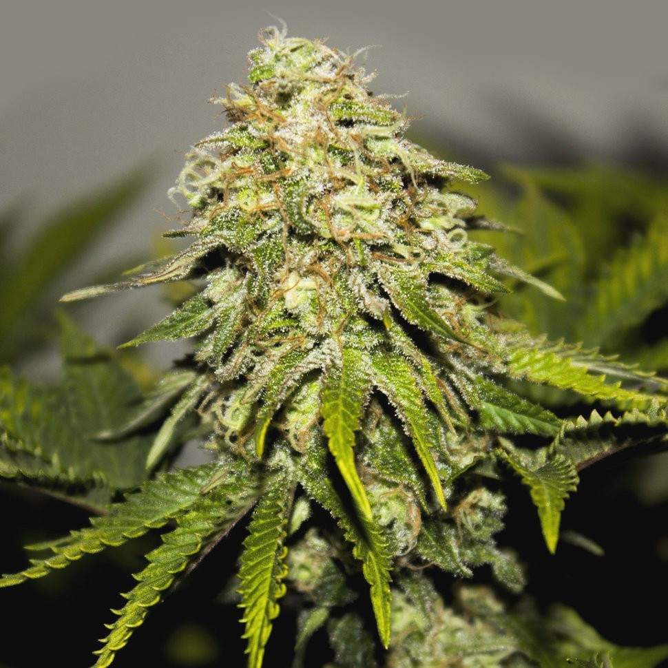 купить семена конопли медицинской  Auto Critical feminised  купить семена конопли медицинской  Auto Critical feminised