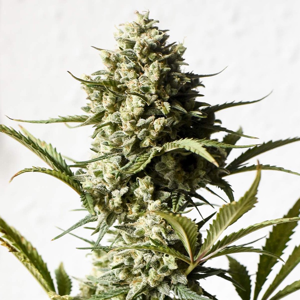 Семена ганжа  Auto Chronic Monster XXL feminised Victory Seeds