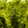 Семена конопли K-Train feminised Ganja Seeds Семена конопли K-Train feminised Ganja Seeds