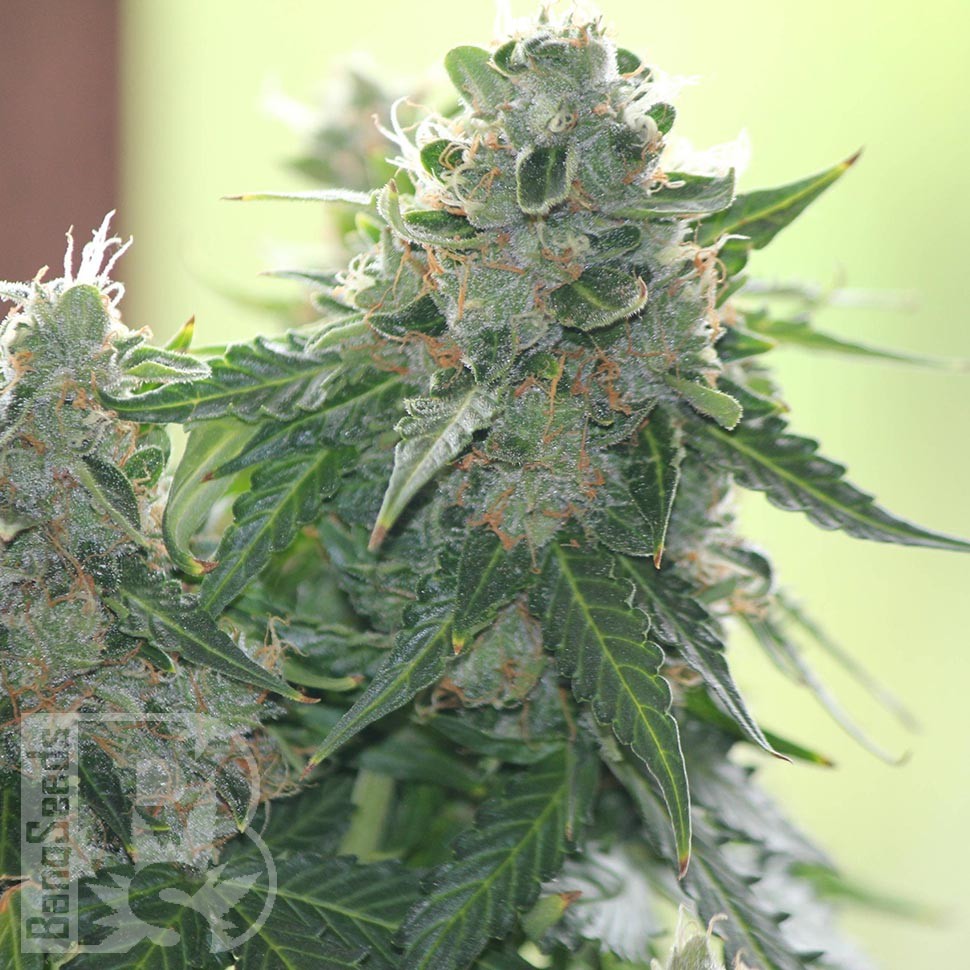 Семена  White Dwarf feminised Ganja Seeds