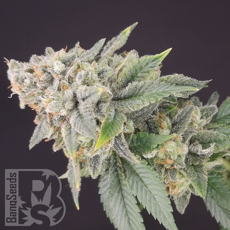 Семена  White Dwarf feminised Ganja Seeds Семена  White Dwarf feminised Ganja Seeds