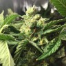 Семена ганжа  Skunk Amsterdam feminised Ganja Seeds Семена ганжа  Skunk Amsterdam feminised Ganja Seeds