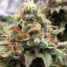 Семена ганжа  Skunk Amsterdam feminised Ganja Seeds Семена ганжа  Skunk Amsterdam feminised Ganja Seeds
