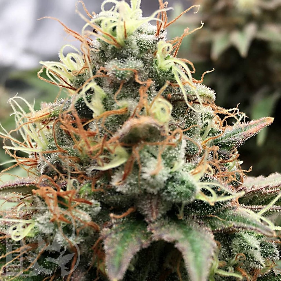 Семена ганжа  Skunk Amsterdam feminised Ganja Seeds Семена ганжа  Skunk Amsterdam feminised Ganja Seeds