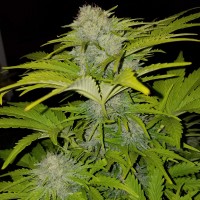 Auto Bubble Gum feminised Ganja Seeds