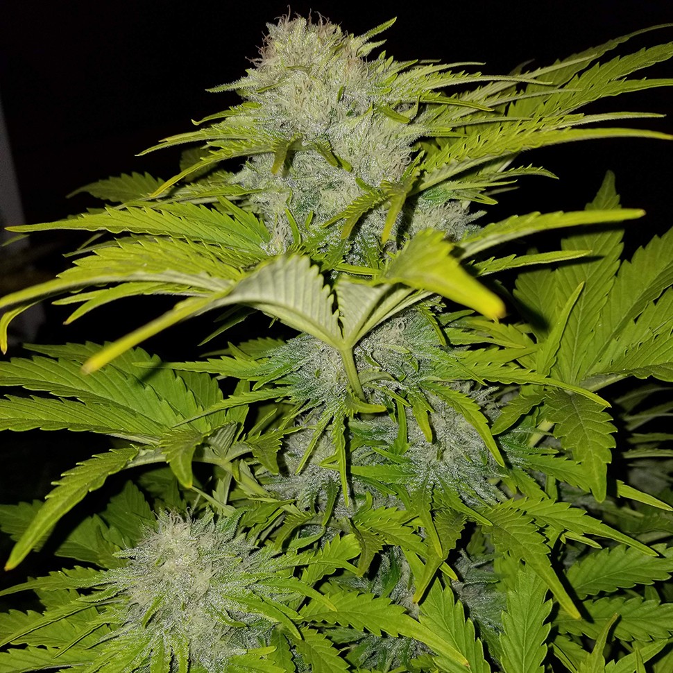 Семена каннабиса  Auto Bubble Gum feminised Ganja Seeds