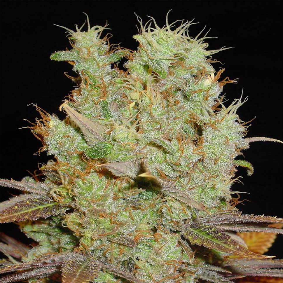 Семена каннабиса  Somango feminised Ganja Seeds