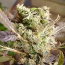 купить семена конопли в оригинальных упаковках Somango feminised купить семена конопли в оригинальных упаковках Somango feminised