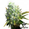 купить семена конопли с доставкой Auto OG Kush feminised купить семена конопли с доставкой Auto OG Kush feminised