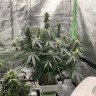 где можно заказать семена конопли Auto Critical feminised Victory Seeds где можно заказать семена конопли Auto Critical feminised Victory Seeds