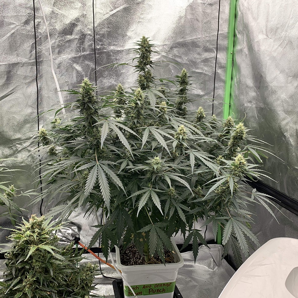 где можно заказать семена конопли Auto Critical feminised Victory Seeds где можно заказать семена конопли Auto Critical feminised Victory Seeds