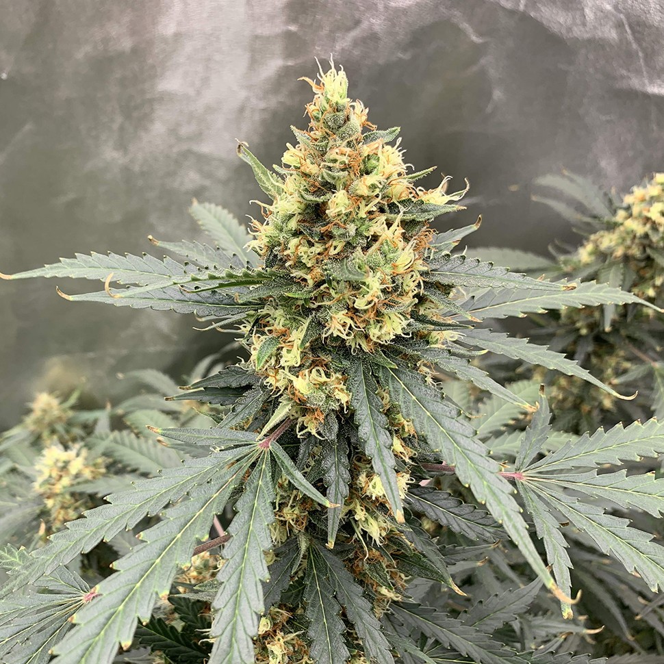 Семена каннабиса  Auto Critical feminised Victory Seeds