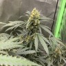 семена конопли интернет магазин Auto Critical feminised Victory Seeds семена конопли интернет магазин Auto Critical feminised Victory Seeds