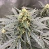 семена конопли f1 в оригинальной упаковке Auto Critical feminised Victory Seeds семена конопли f1 в оригинальной упаковке Auto Critical feminised Victory Seeds